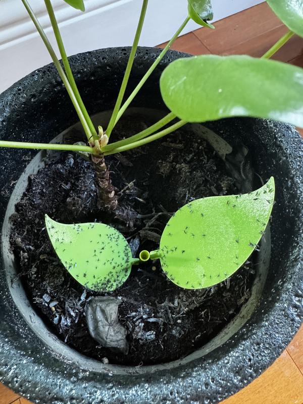 After one week in one plant