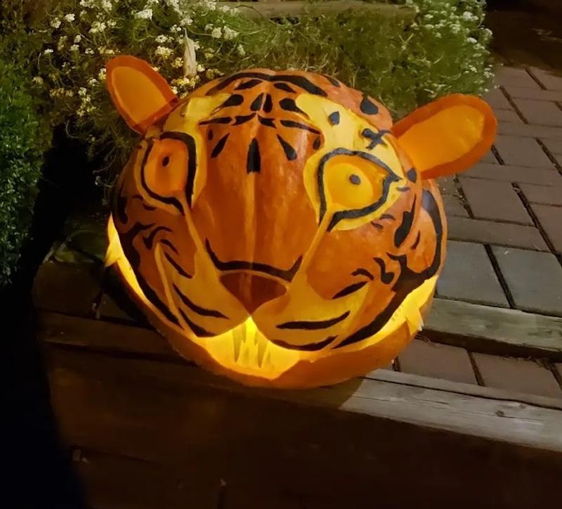 Tiger - 80lb pumpkin - Carved & Painted