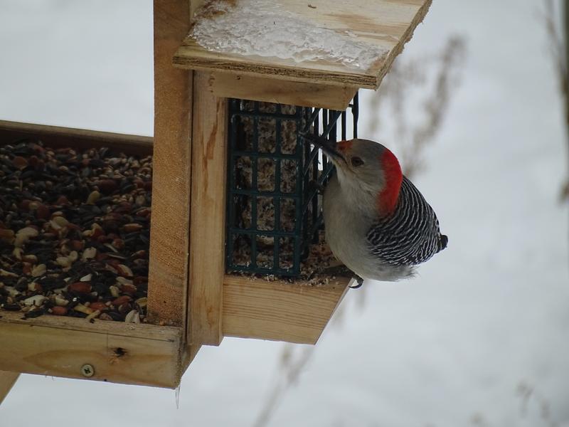 A welcome food source.