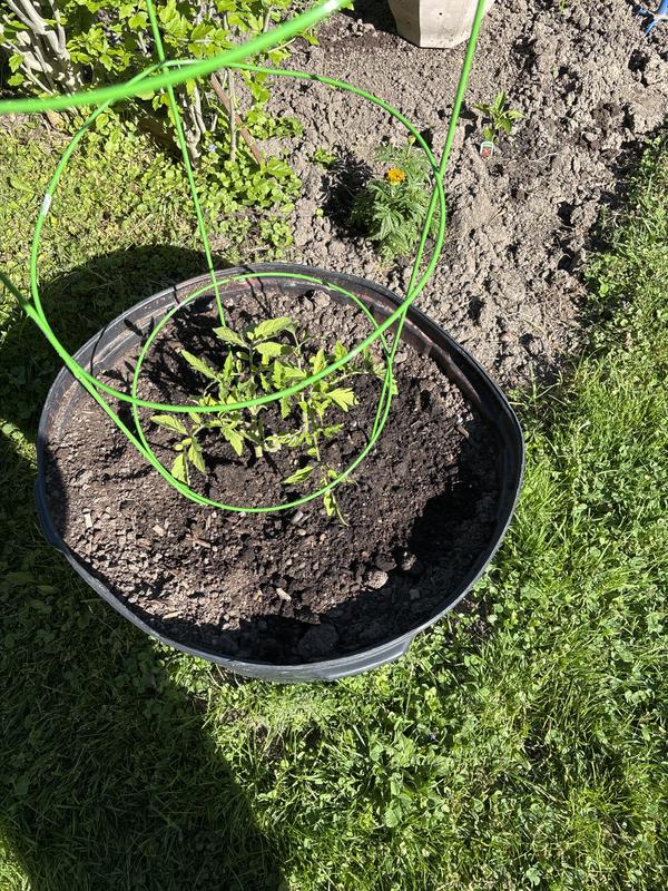 Started tomatoes and cucumbers with the soil