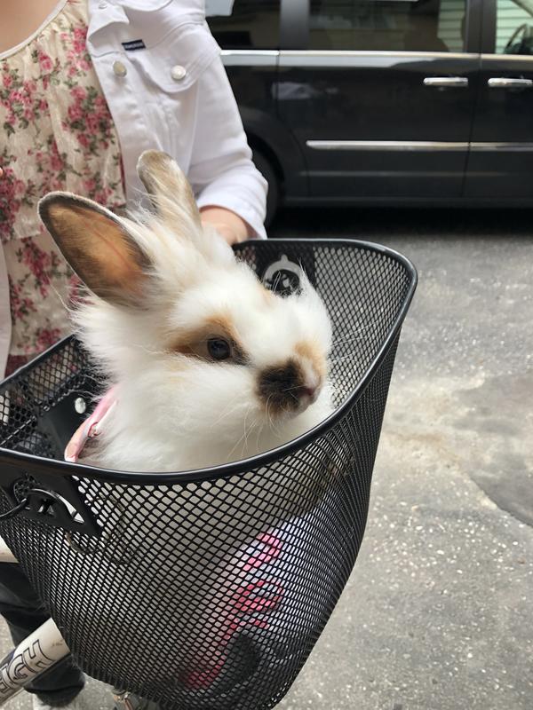 Photo - commentaire&nbsp;6.