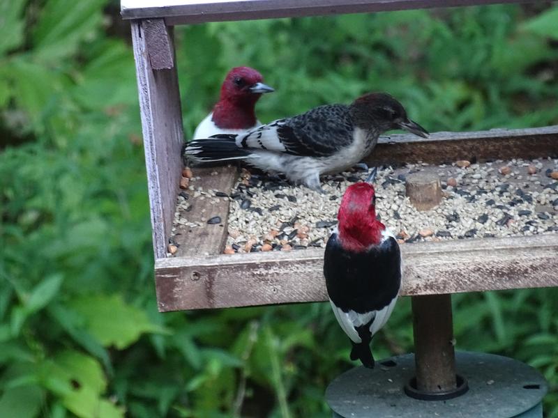 red headed woodpeckers with juvenile