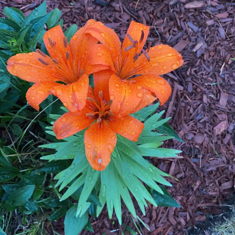 Photo - commentaire 3.