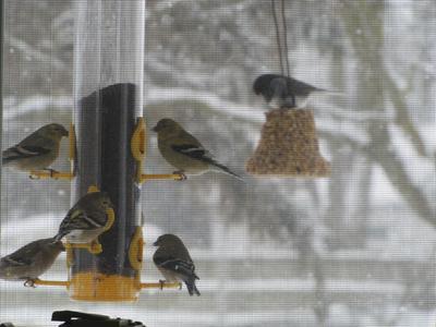 goldfinches eating