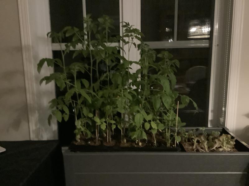 Photo - commentaire&nbsp;1.