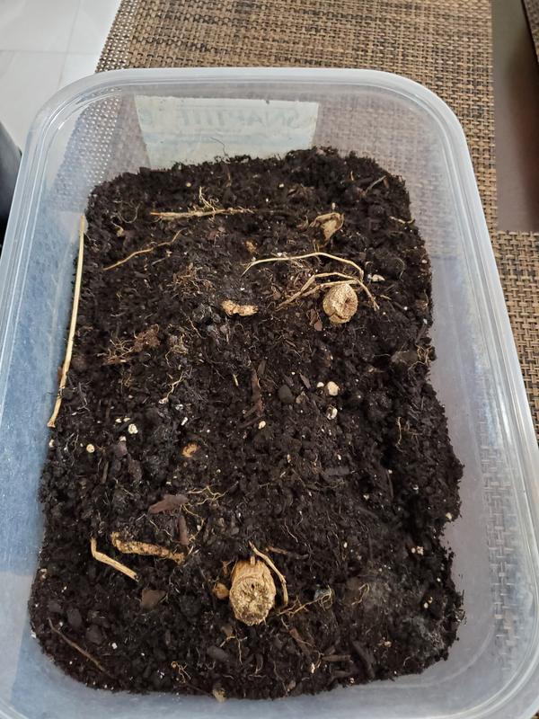 Two tubers remain but have not sprouted as yet.