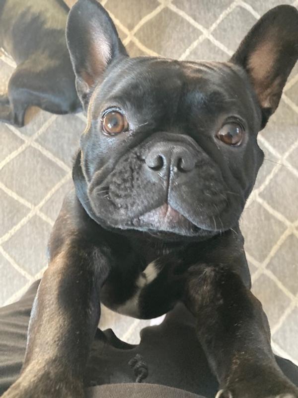 Dog that ate the remote...(he's lucky he's cute)