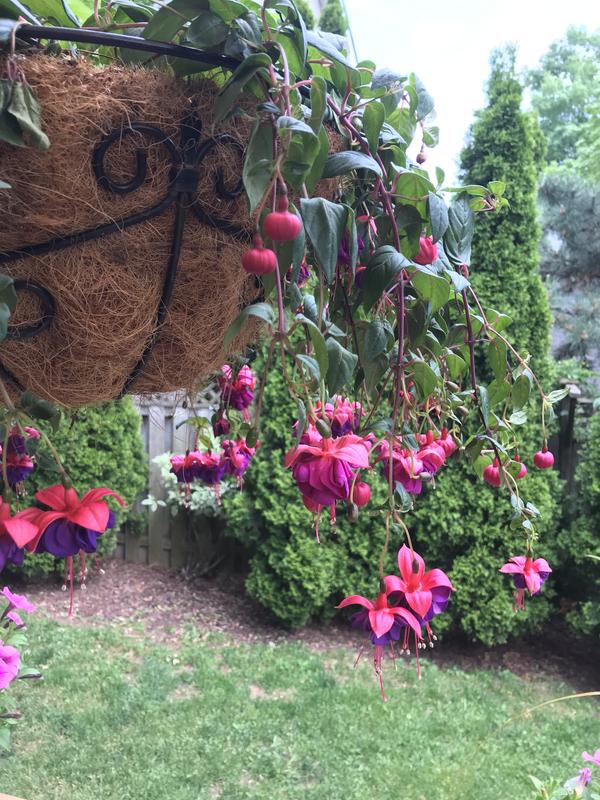 Photo - commentaire&nbsp;8.