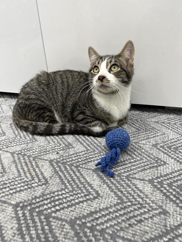 Lucky the kitten was happy with the rugs!