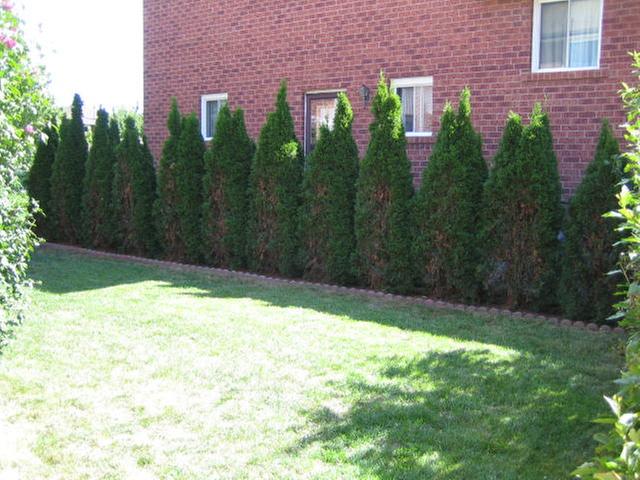 Emerald Cedars, I cut the thickness only, not the height.