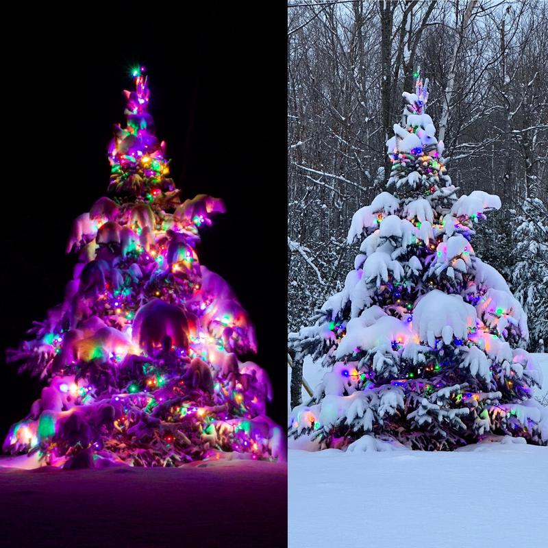 Day or night, they are bright!