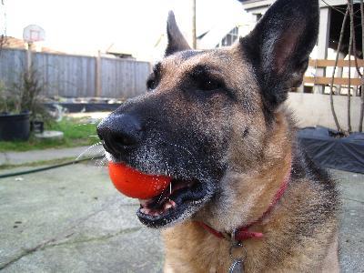 Dog Training Ball:) ...not just a hockey ball