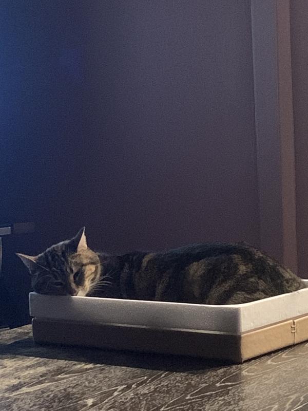 Bonus cat bed out of the styrofoam packing