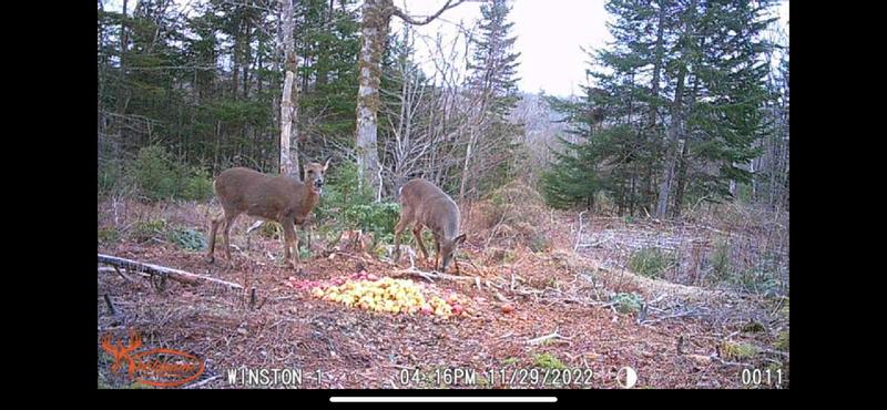 Photo - commentaire&nbsp;2.