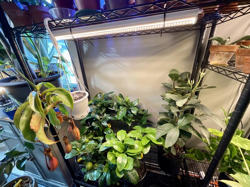 Photo - commentaire&nbsp;7.