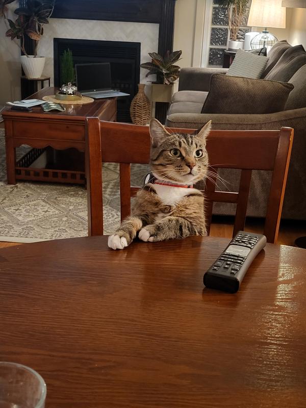 Photo - commentaire&nbsp;1.