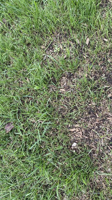 This is the next day - after a rainfall