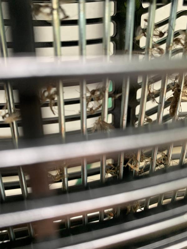 After 12 hours only ! Without any lure in it yet !