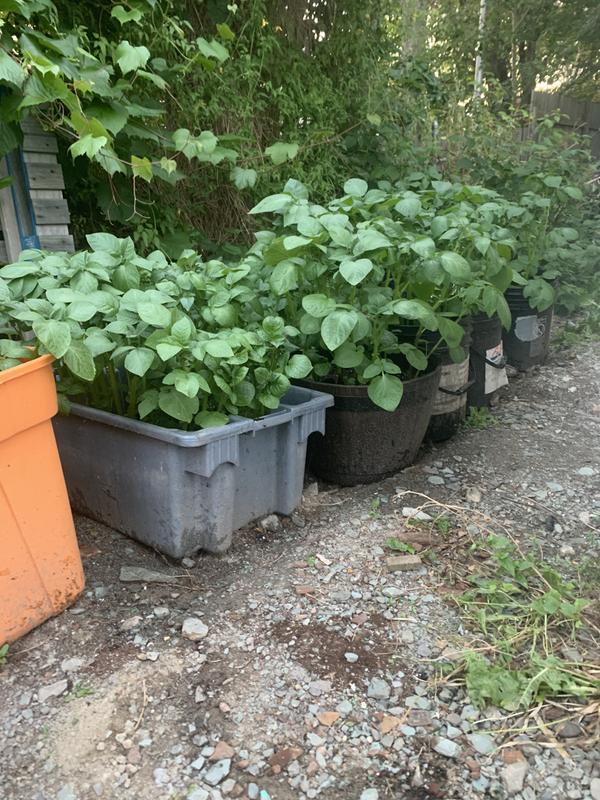 Progress of tiny garden