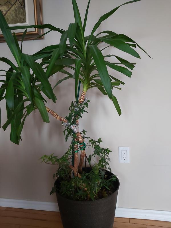 My Wannabe Palm Tree