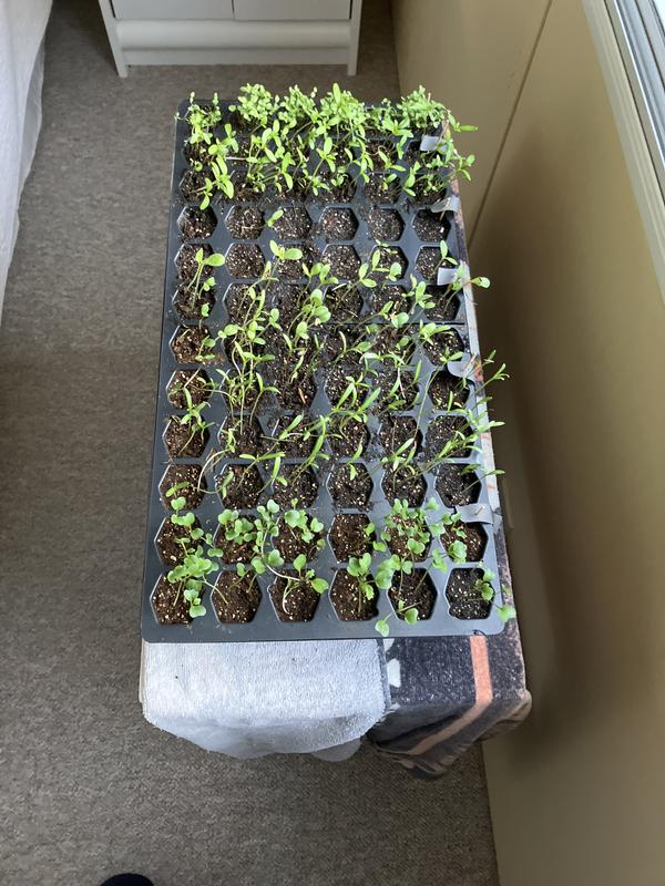 Photo - commentaire&nbsp;1.