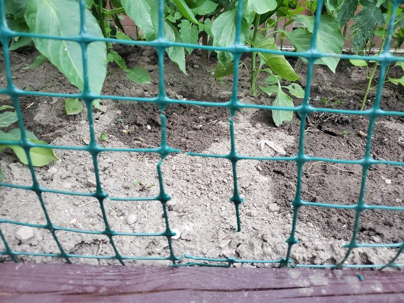 Rabbit ate the fence