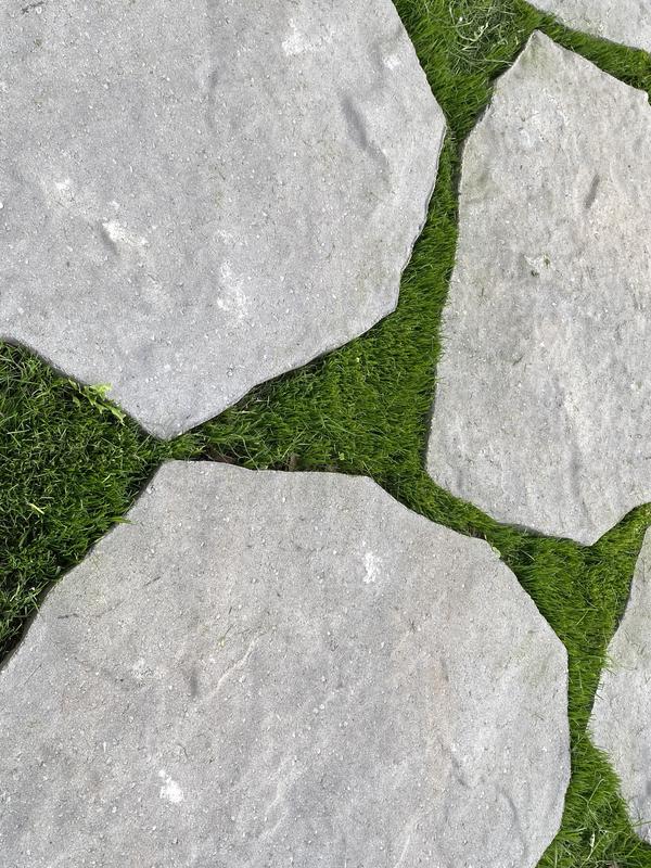 Best Grass Seed Ever!! Perfect BareFoot BackYard!