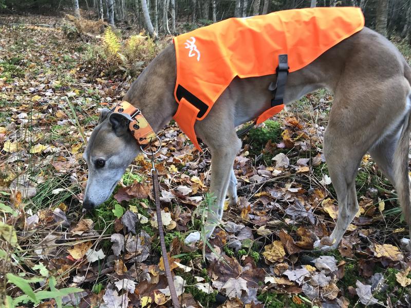 Orange safety on sale vest for dogs