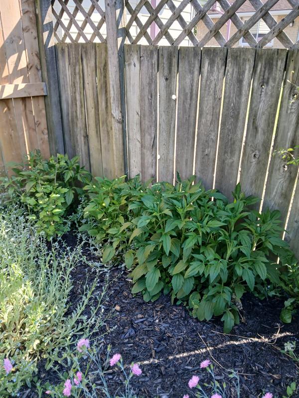My garden