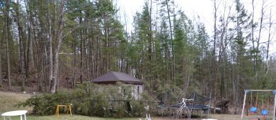 50 ft long Spruce 12 inch diameter