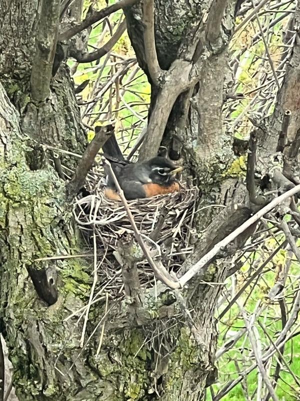 Mama robin in her nrs