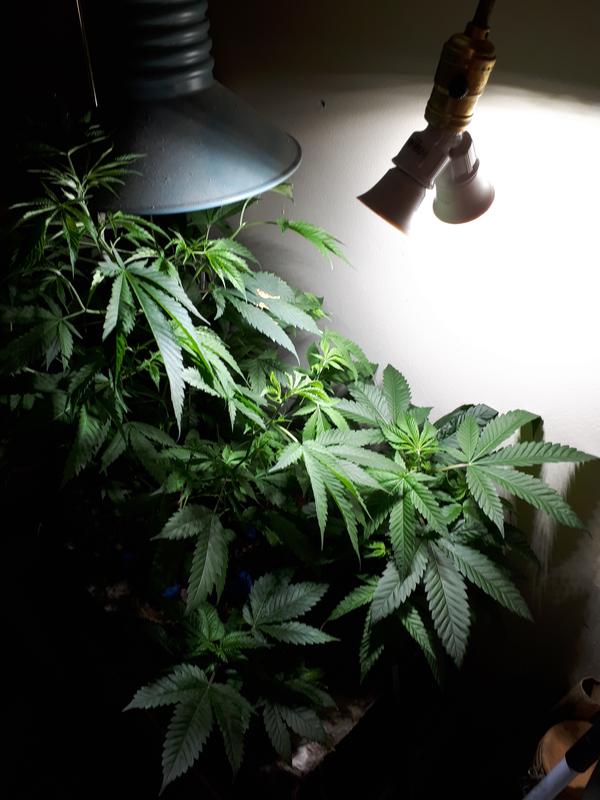 Photo - commentaire 5.