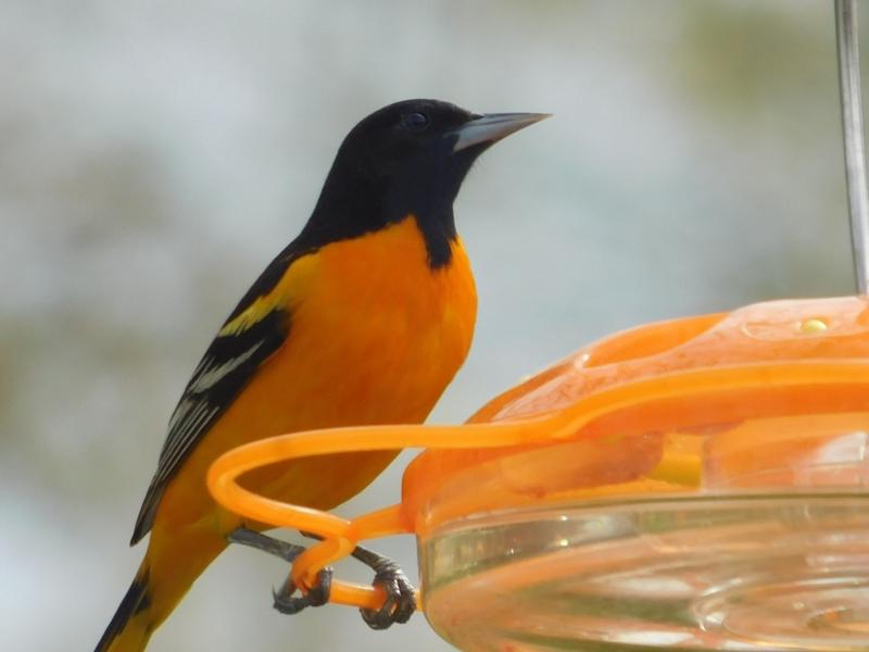 Photo - commentaire&nbsp;6.