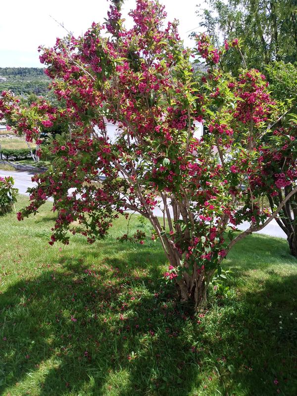 These are just a few of my trees. The Miracle Grow Evergreen and Acid Loving Plant Food is what makes them give so many Beautiful healthy blooms. I feed them every week regularly from spring to fall. Just one container of food also lasts for two summers