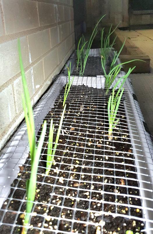 Photo - commentaire 2.