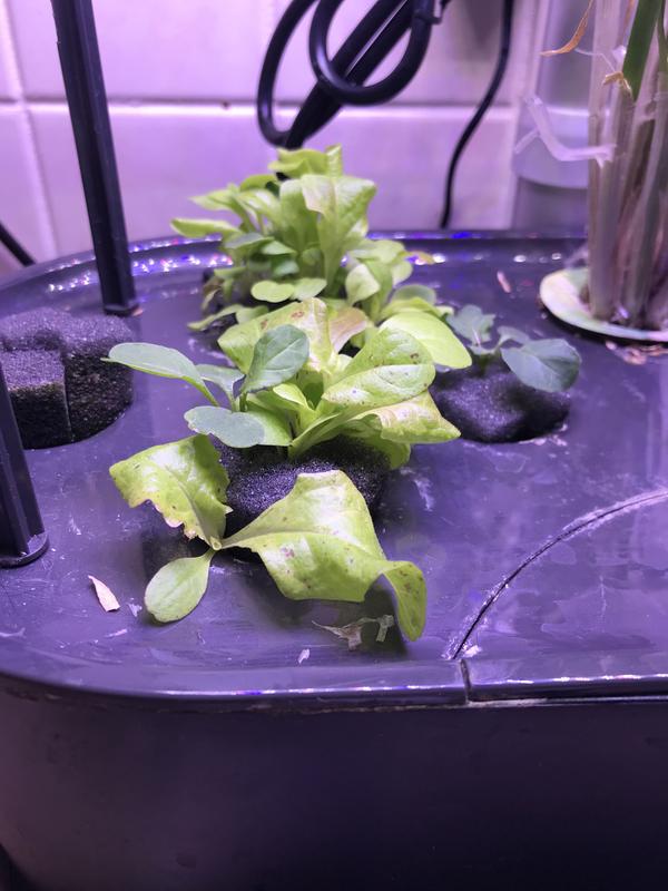 Photo - commentaire&nbsp;1.