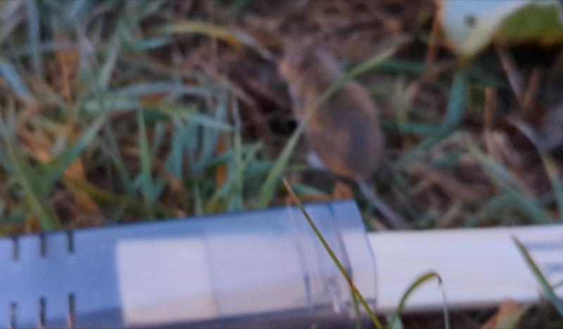 Photo - commentaire 4.