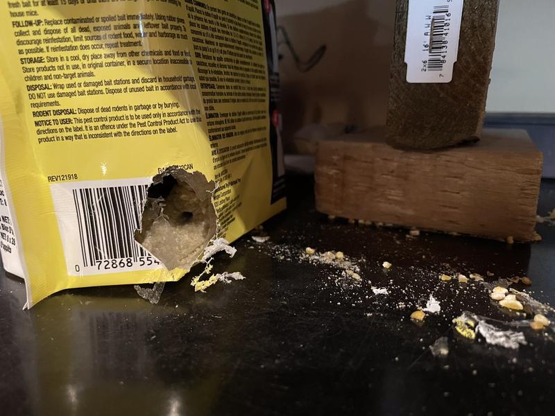 Mouse couldn’t wait for me to set bait out; chewed a hole in pouch and feasted on contents!