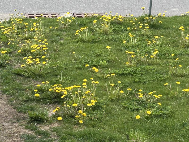 The manual weed tool saved many hours and my back