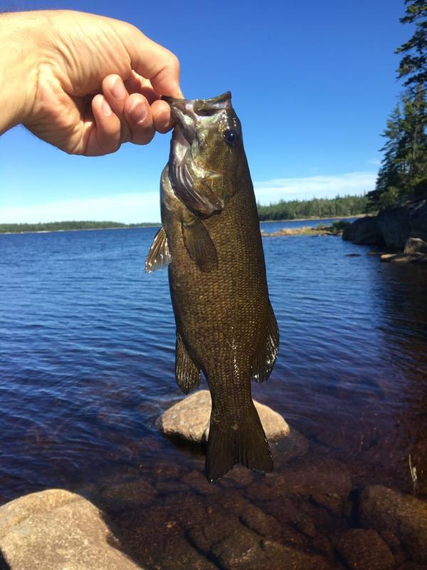 Smallmouth Bass