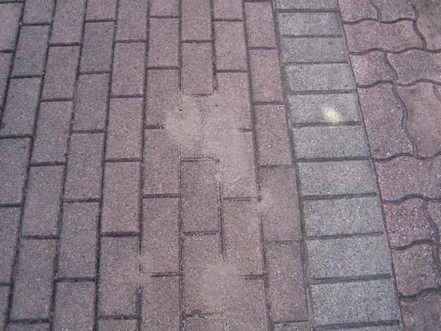 Little red ant nests