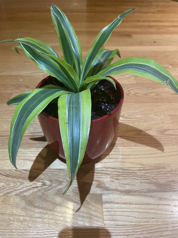 Photo - commentaire&nbsp;1.