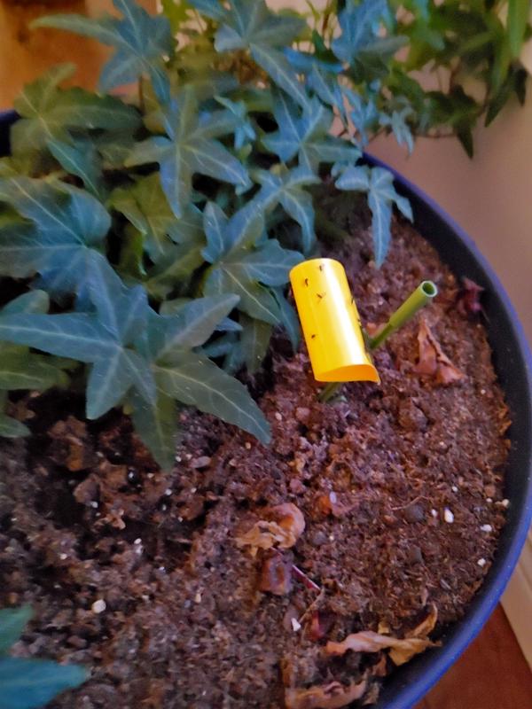 Photo - commentaire 5.