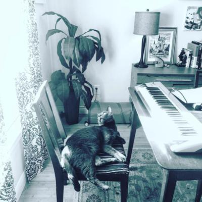 Floor model plant looks great in our dining room!