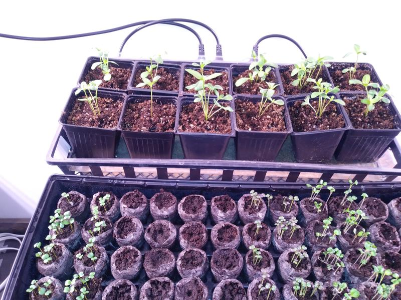 Photo - commentaire&nbsp;7.