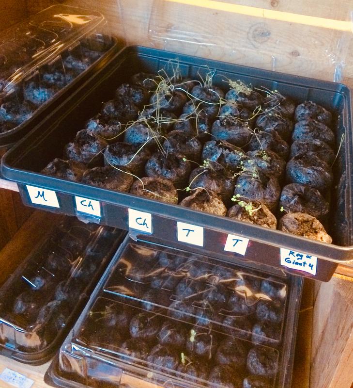 Photo - commentaire&nbsp;8.