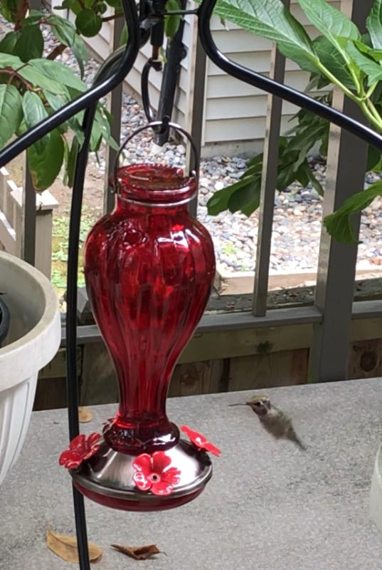 My feeder and one of my neighbour!