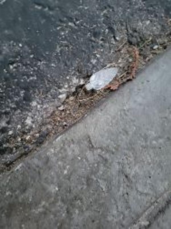 Photo - commentaire&nbsp;2.