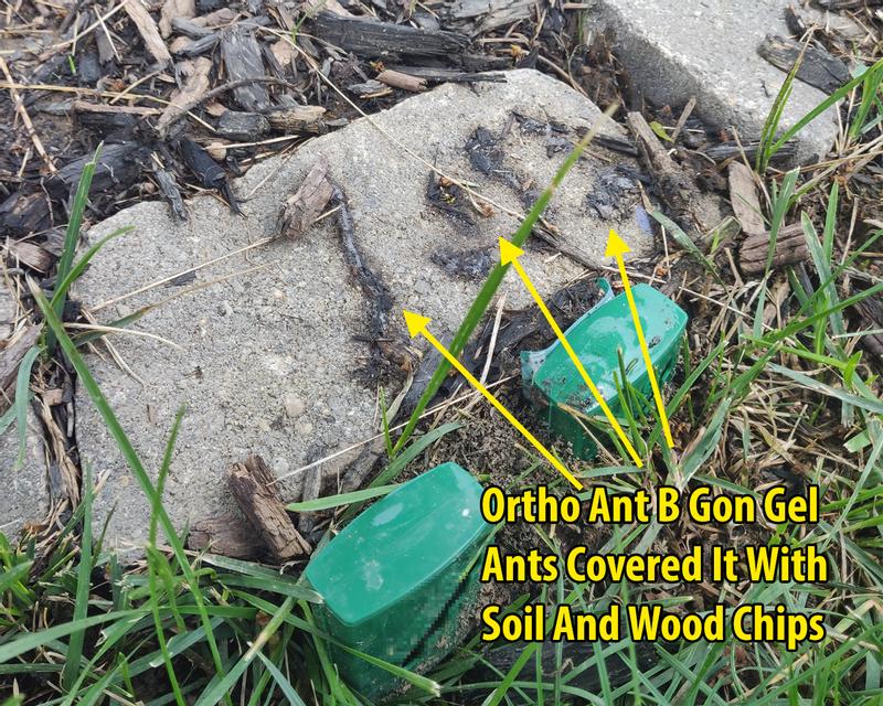 Ortho Ant B Gon Gel - Ants Covered It With Soil and Wood Chips!