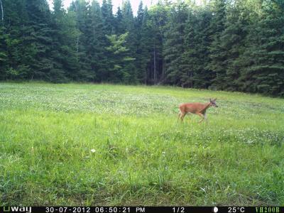 Here is a day picture this deer is walking and no motion blur